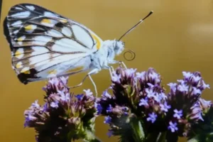 butterfly on flower