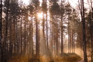 pine trees in sunlight