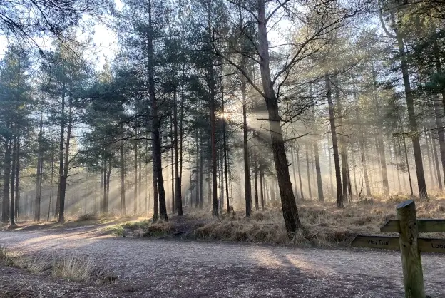 sunlight through tree