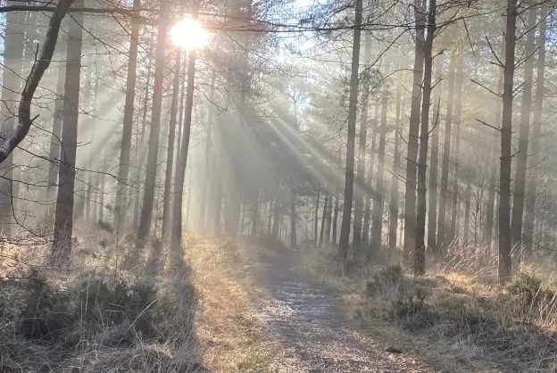 sunlight through tress