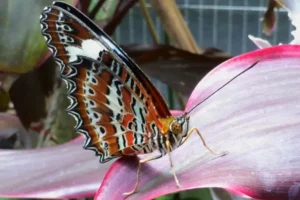 white brown butterfly